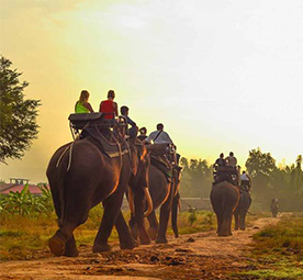 Things To Know About Jungle Safari